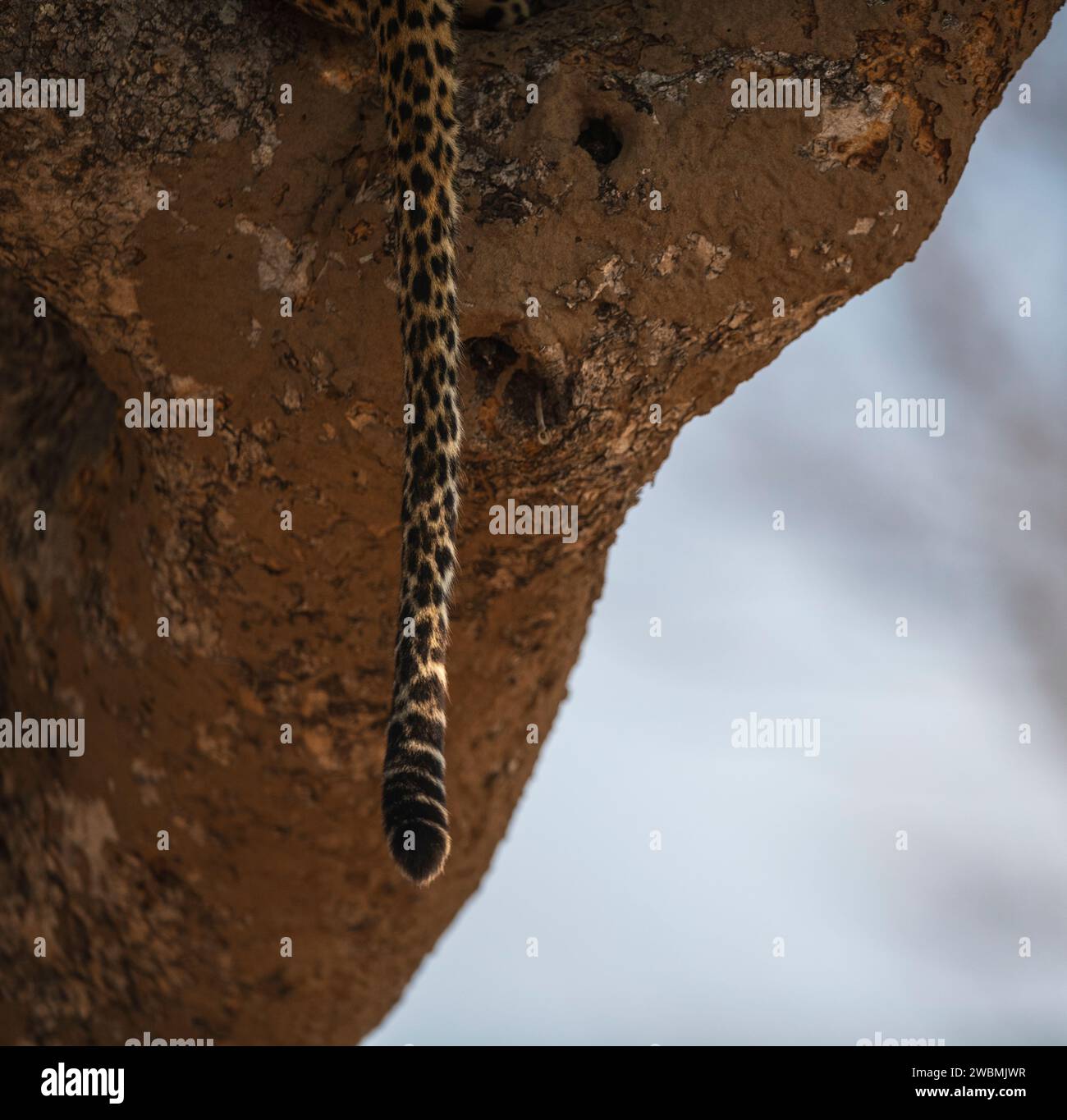 Ein Nahaufnahme-Porträt eines Leoparden in einem Baum, Süd-luangwa, Sambia Stockfoto