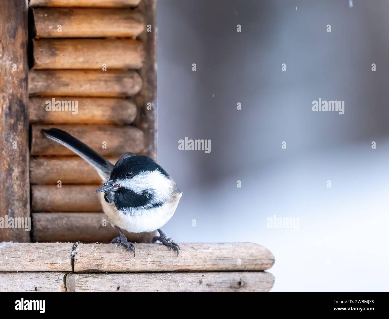 Schwarzkappen-Chickadee, die auf einem Vogelfutterhäuschen mit einem Sonnenblumenkorn im Schnabel sitzt Stockfoto