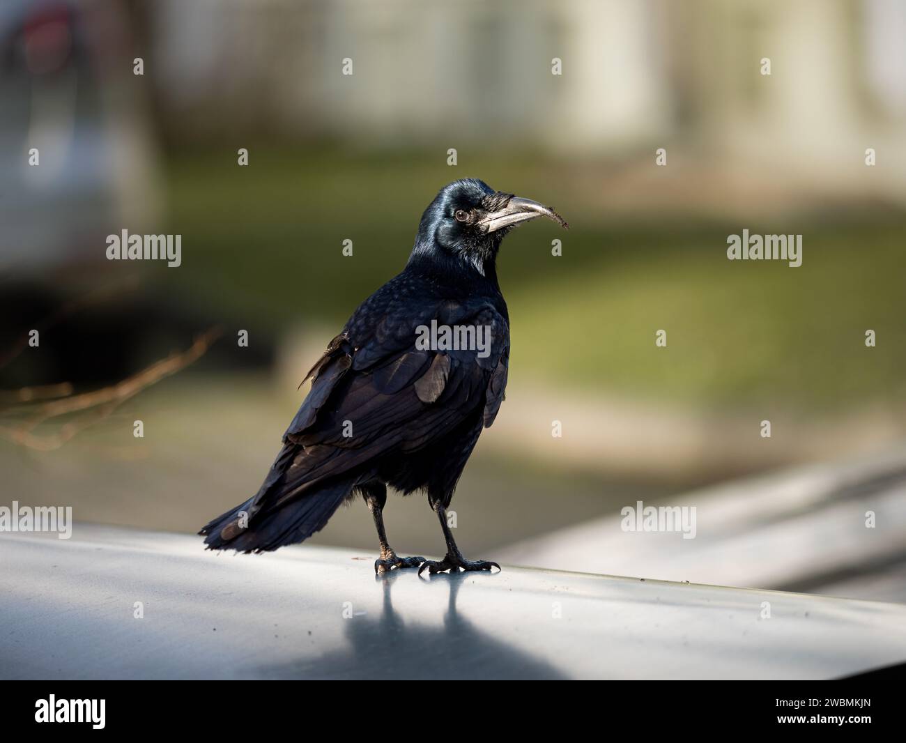 Krähe (Corvus) blickt auf die Kamera. Schwarzer Wildvogel mit langem Schnabel. Er suchte nach Nahrung im Boden. Nahaufnahme des dunklen Tieres in einer Stadt. Stockfoto