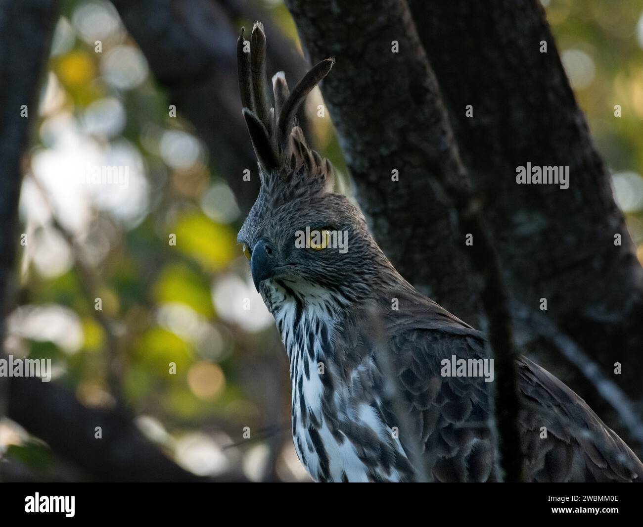 Eine Nahaufnahme eines feindlichen Vogels, der auf einem Zweig eines Baumes thront, umgeben von üppigem Laub aus leuchtend grünen Blättern Stockfoto