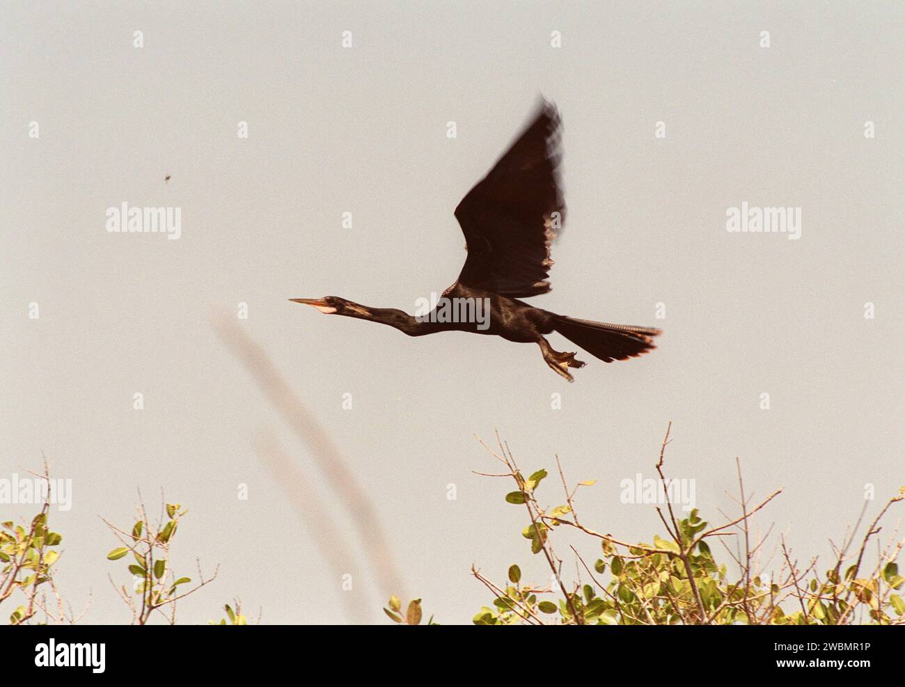 Eine Anhinga fliegt im Merritt Island National Wildlife Refuge in der Nähe des Kennedy Space Center, Florida. Das 92 000 Hektar große Refugium umfasst Süßwasserteiche, Sümpfe, Sümpfe und offenes Wasser. Es beherbergt über 310 Vogelarten, 25 Säugetiere, 117 Fischarten, 65 Amphibien und Reptilien sowie 23 wandernde Wasservögel. Anhingas, auch Schlangenvögel genannt, sind von North Carolina bis Texas, nördlich entlang des Mississippi Valley und in Südamerika zu finden, wobei nur ihre Köpfe und langen Hälse sichtbar sind. Stockfoto