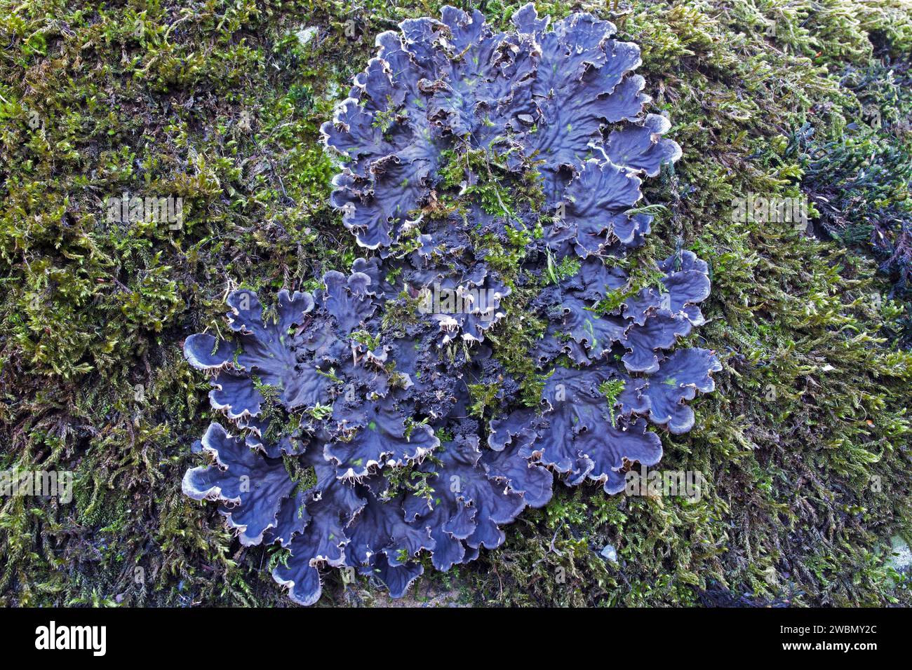 Peltigera praetextata (schuppige Hundefelmflechten) findet sich oft über Moos oder auf Baumrinde. Sie ist in allen gemäßigten und borealen Ökosystemen üblich. Stockfoto