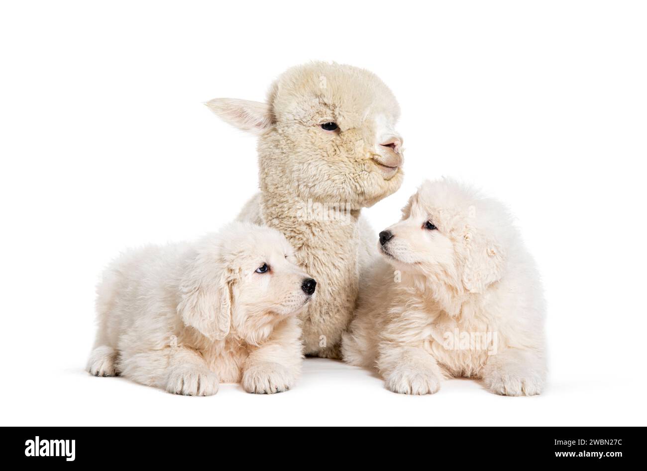 Acht Wochen alte Welpen Maremma werden mit einem jungen Alpaka getränkt, zusammen isoliert auf weiß Stockfoto