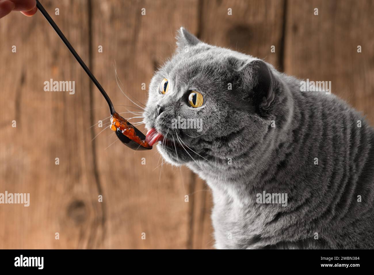 Eine graue britische Katze isst gerne roten Lachskaviar von einem schwarzen Löffel auf hölzernem Hintergrund. Tierfutter. Die Katze isst Meeresfrüchte. Stockfoto