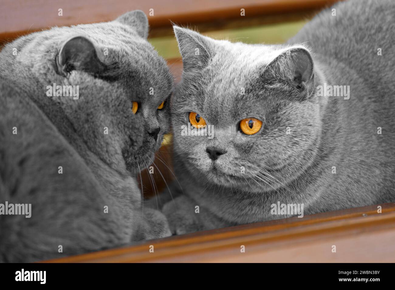 Britische und schottische reinrassige Katzen liegen nebeneinander auf einer Bank im Park. Fette Katzen ruhen sich im Park aus. Stockfoto