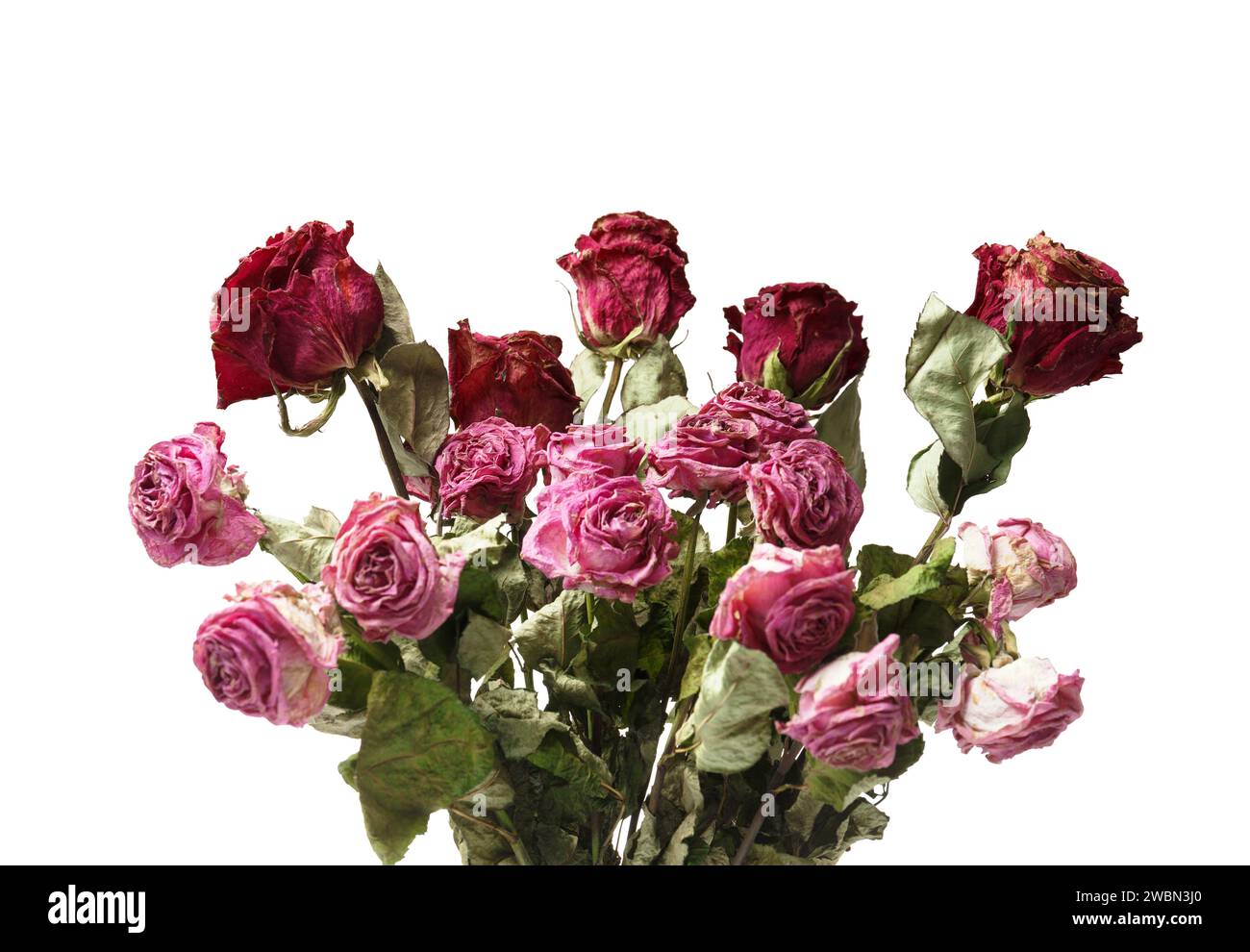 Strauß trockener Rosen auf weißem Hintergrund. Tote Rosen aus nächster Nähe. Das Konzept von Einsamkeit, Alter, Traurigkeit, Alter, unglücklicher Liebe, Verlust. Stockfoto