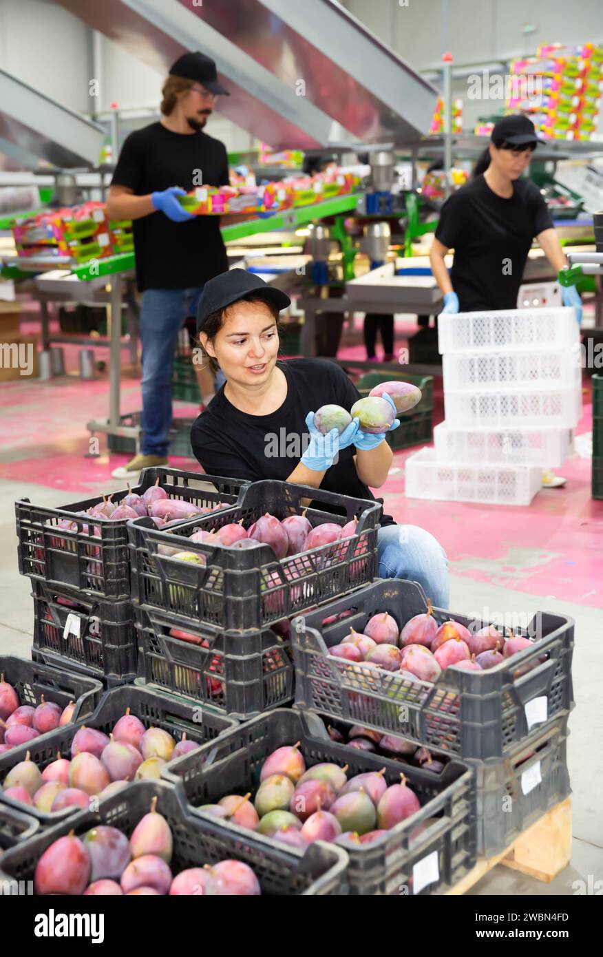 Gewöhnliche Frau, die frische Mangobrüchte zeigt Stockfoto