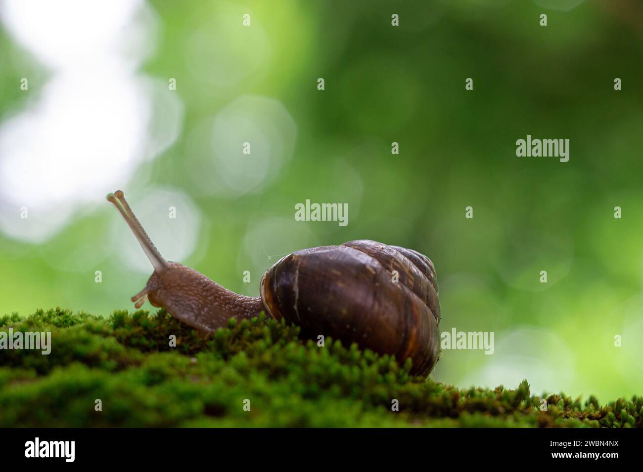 Schnecke auf einem Baum, Makrofotografie Stockfoto