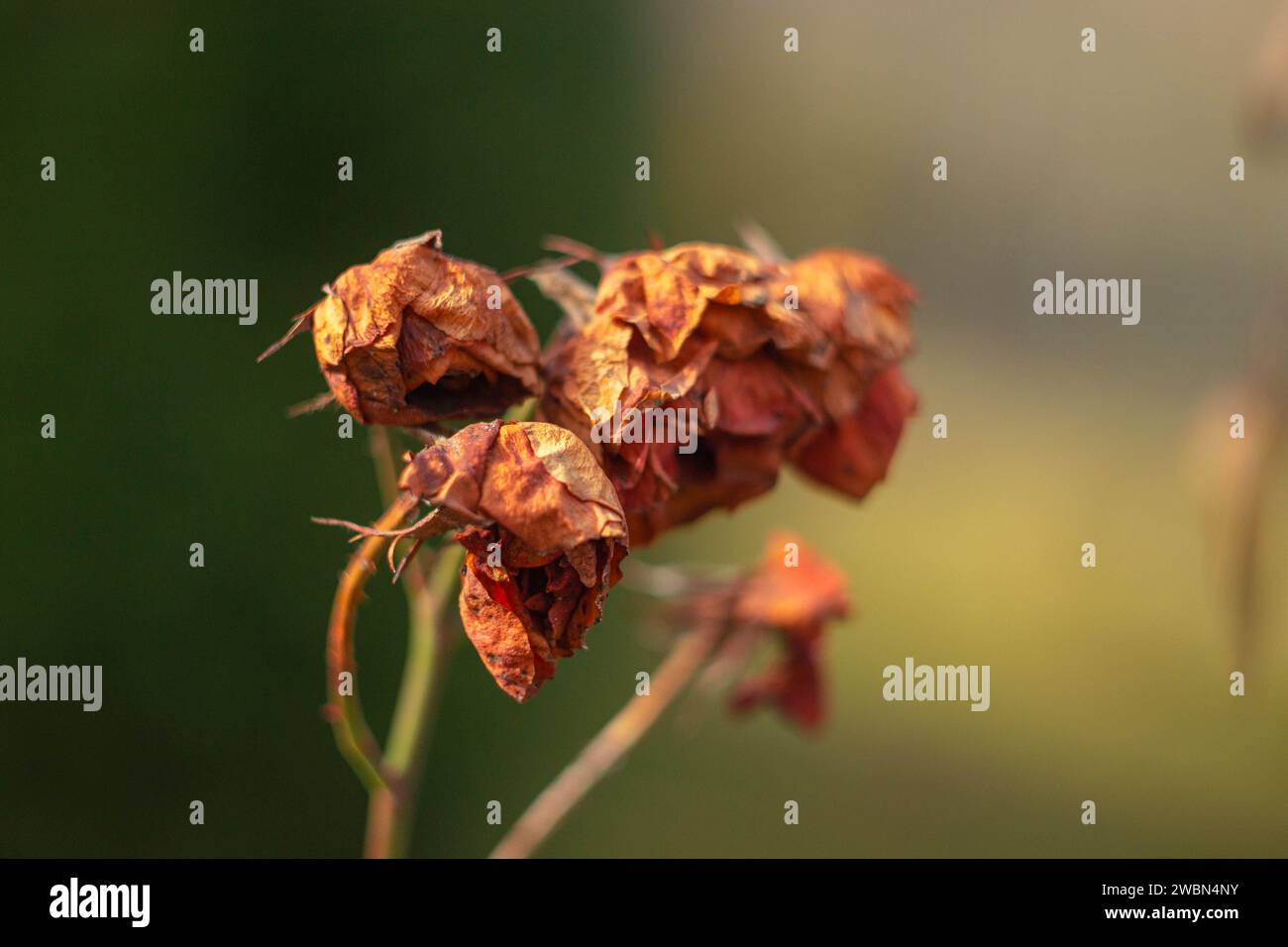 Trockene Rosen blüht am Sonnenuntergang am frühen Frühling Stockfoto
