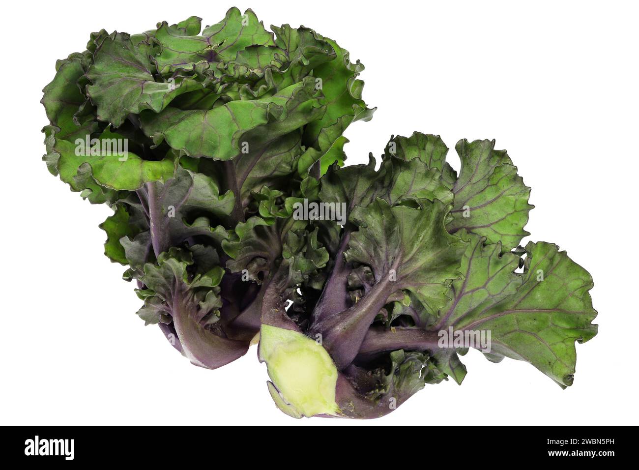 Blütensprossen isoliert auf weißem Hintergrund Stockfoto