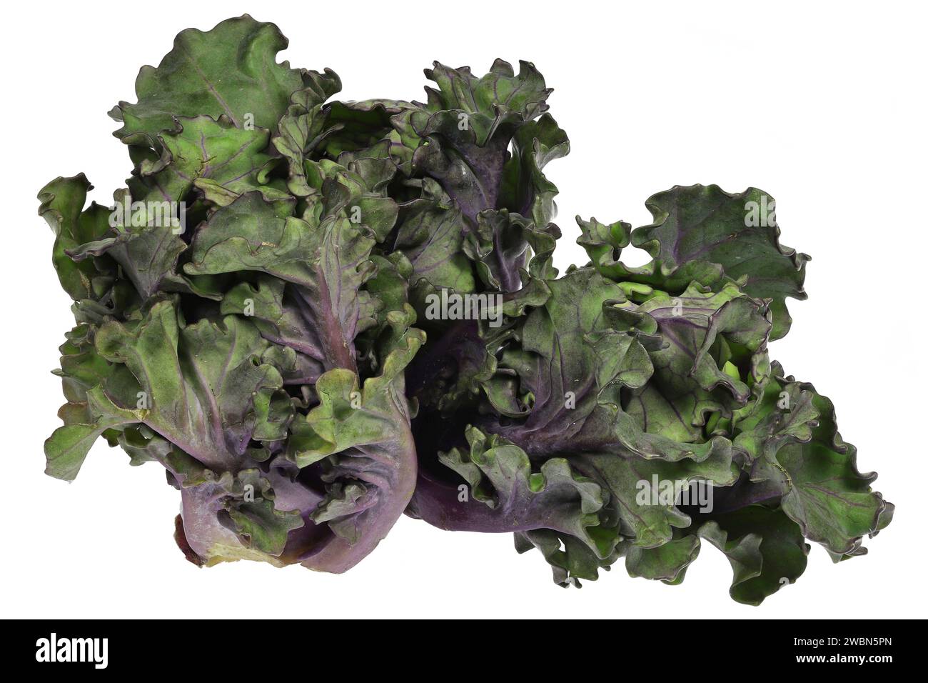 Blütensprossen isoliert auf weißem Hintergrund Stockfoto