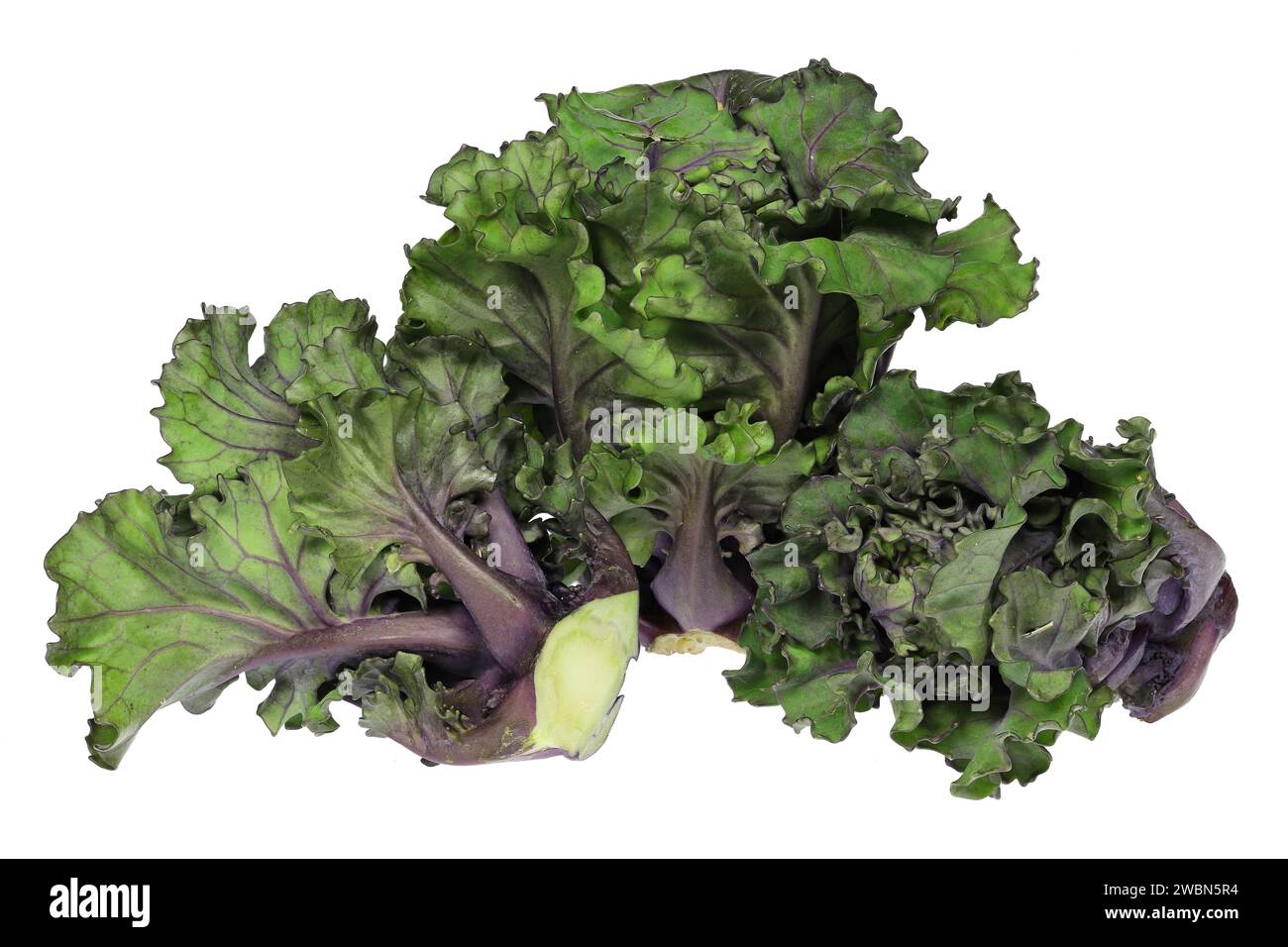 Blütensprossen isoliert auf weißem Hintergrund Stockfoto