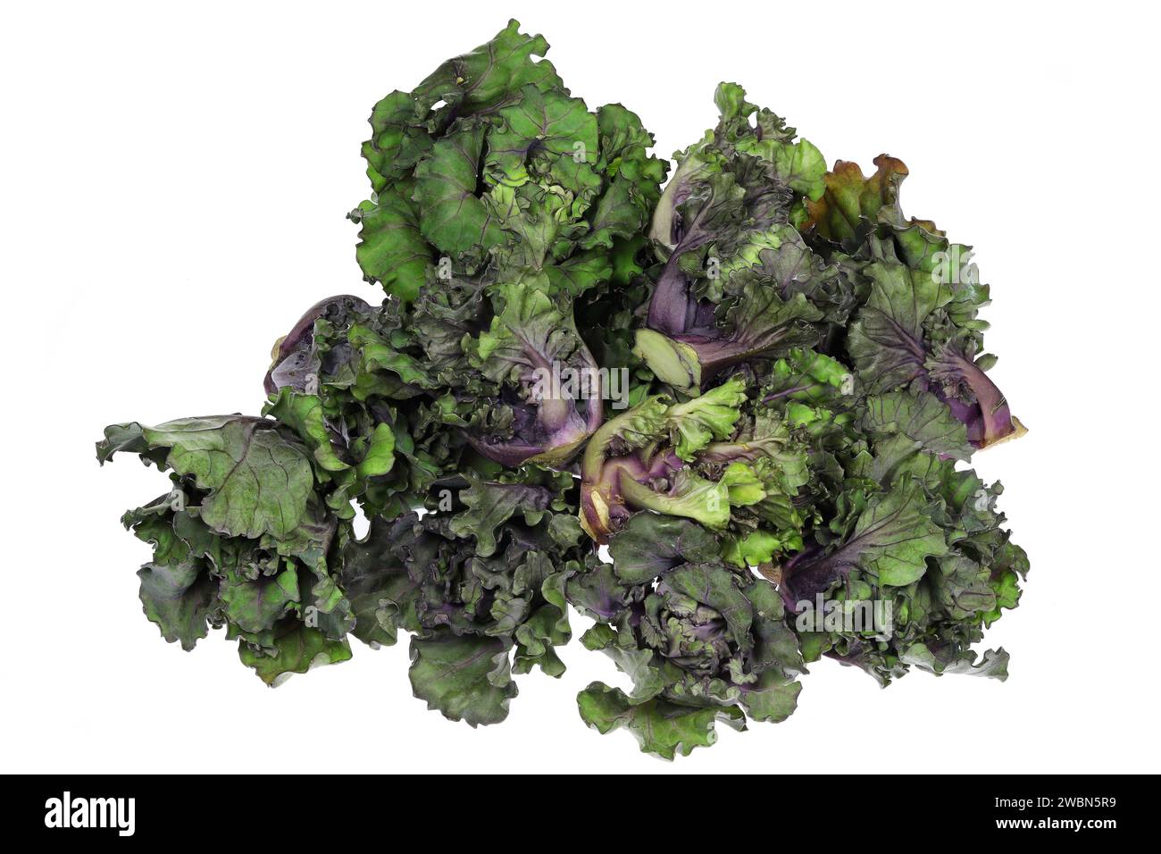 Blütensprossen isoliert auf weißem Hintergrund Stockfoto