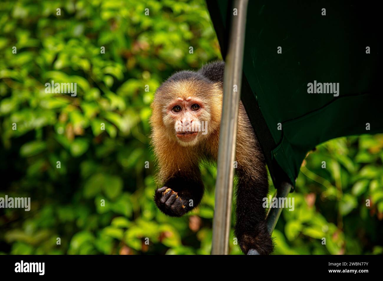 Panama Monkey Island Stockfoto