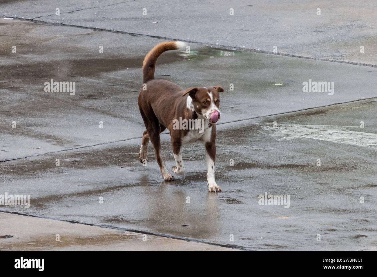 Ein Hund läuft die regnerische Straße entlang Stockfoto