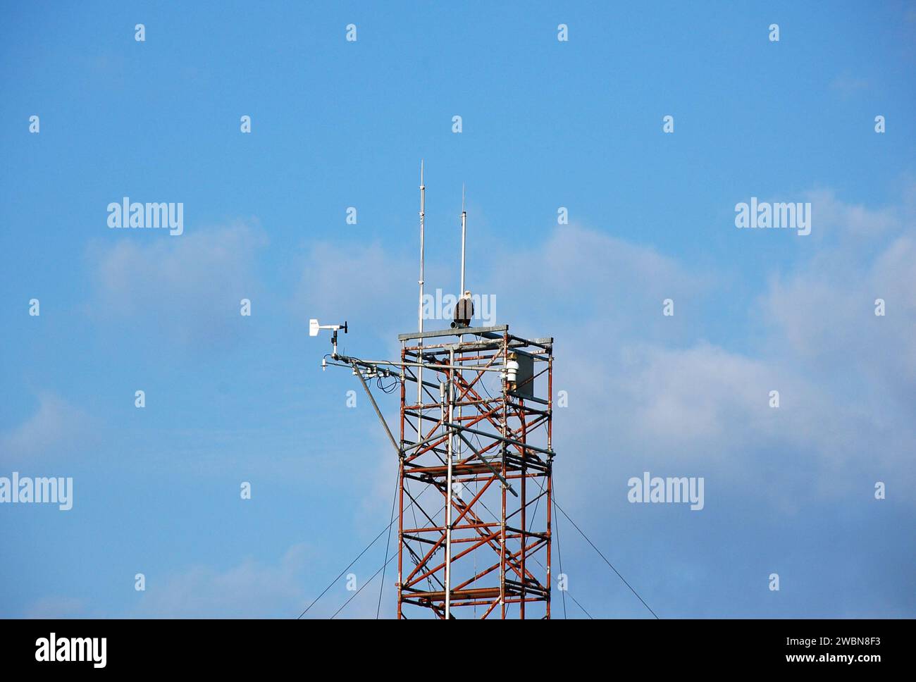 CAPE CANAVERAL, Fla. - Im Kennedy Space Center der NASA in Florida ist ein Weißkopfseeadler in bester Position auf einem Turm der Shuttle Landing Facility, um die Landung des Space Shuttle Discovery zu beobachten. Weißkopfseeadler paaren sich lebenslang und wählen die Spitzen großer Bäume, um Nester zu bauen, die sie normalerweise jedes Jahr verwenden und vergrößern. Nester können einen Durchmesser von 10 Fuß erreichen und eine halbe Tonne wiegen. Die Vögel fahren große Entfernungen zurück, kehren aber in der Regel innerhalb von 100 Meilen um den Ort zurück, an dem sie aufgezogen wurden. Weißkopfseeadler können 15 bis 25 Jahre in freier Wildbahn leben. Es gibt 18 aktive Adlernester in Kenned Stockfoto