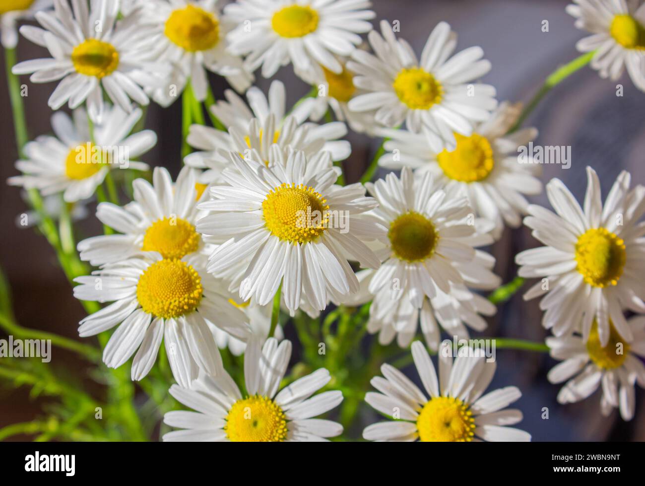Nahaufnahme von weißen Daisenblüten im Garten. Nahaufnahme von weißen Daises mit schöner gelber Mitte. Stockfoto