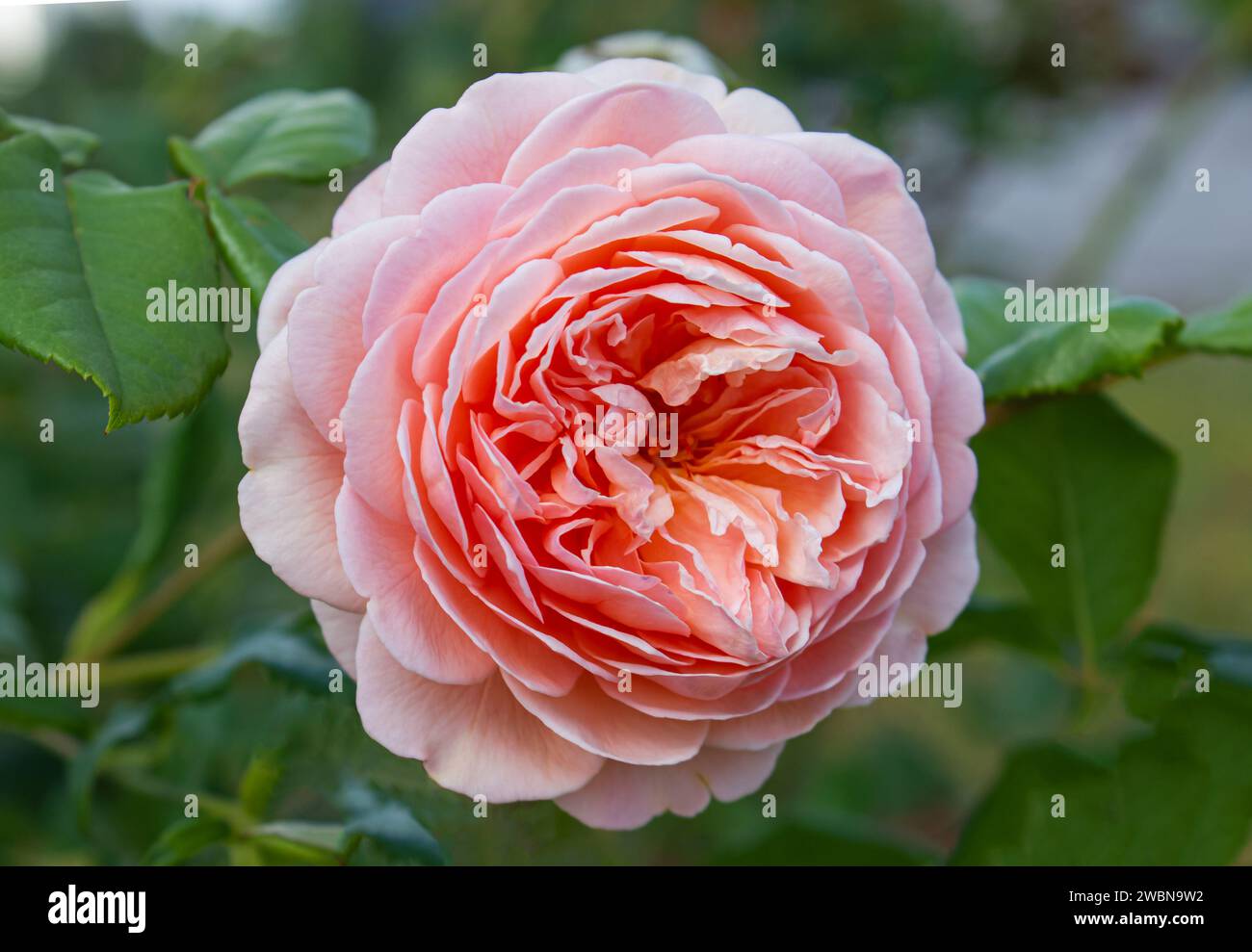 Blühende Rosa Englische Rose im Garten an einem sonnigen Tag. Rose David Austin „Jubilee Celebration“ Hintergrund. Stockfoto