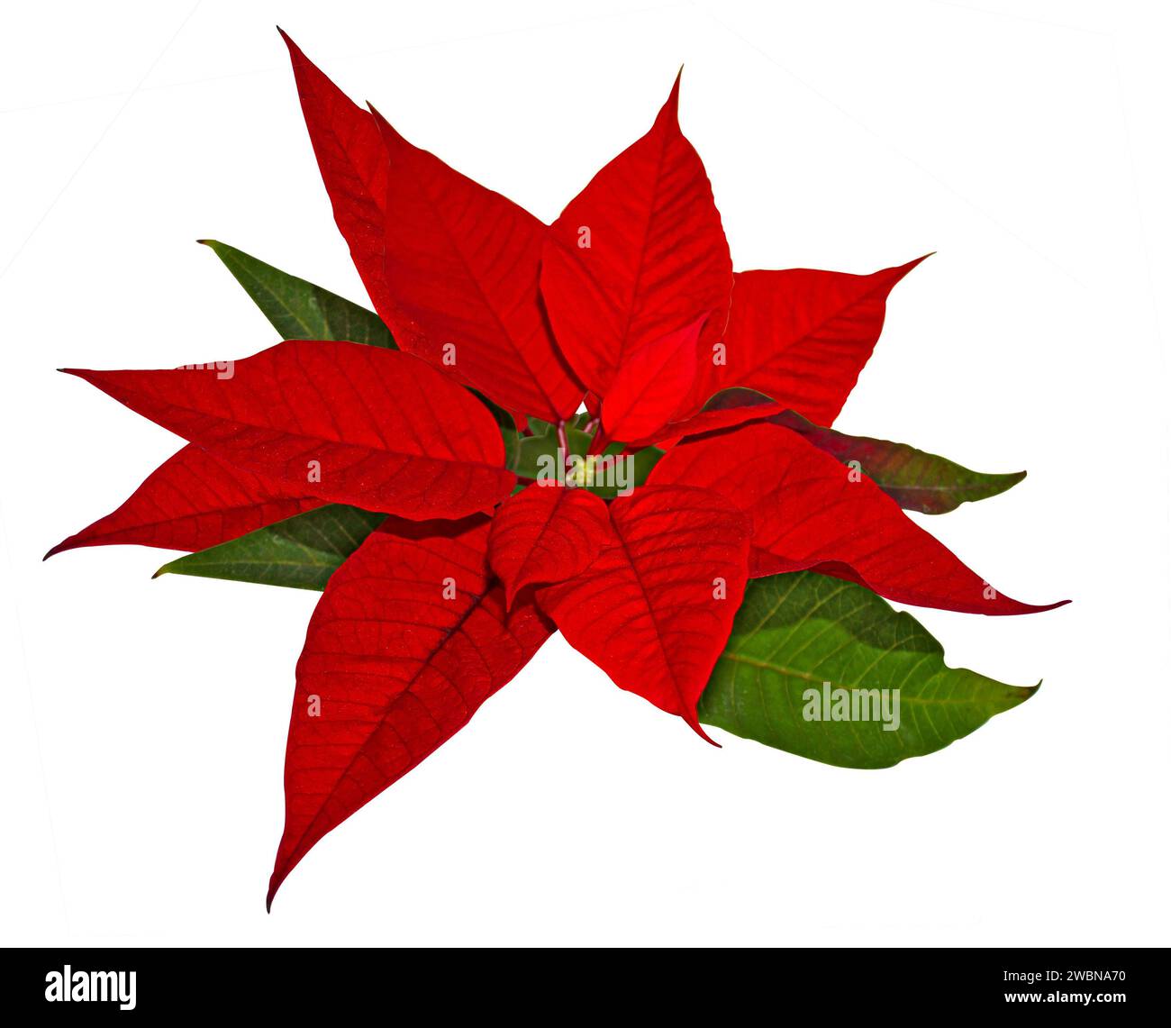 Rote weihnachtsstern blumen -Fotos und -Bildmaterial in hoher Auflösung – Alamy