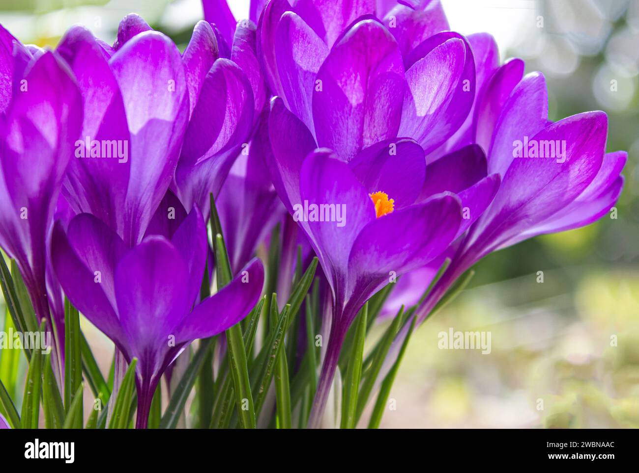 Frühlingskrokusblüten. Wunderschöner Frühlingshintergrund mit Nahaufnahme einer Gruppe blühender lila Krokusblüten auf einer Wiese. Frühlingswildblumen Stockfoto