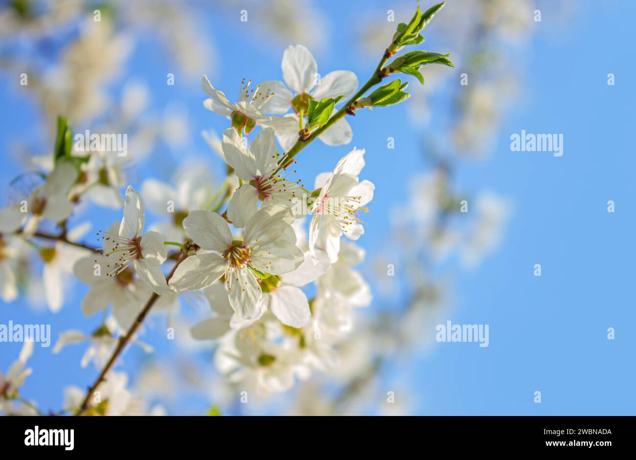 Selektiver Fokus der Zweige weiße Kirschblüten auf dem Baum unter blauem Himmel und Sonne. Wunderschöne Sakura-Blumen während der Frühlingssaison. Stockfoto