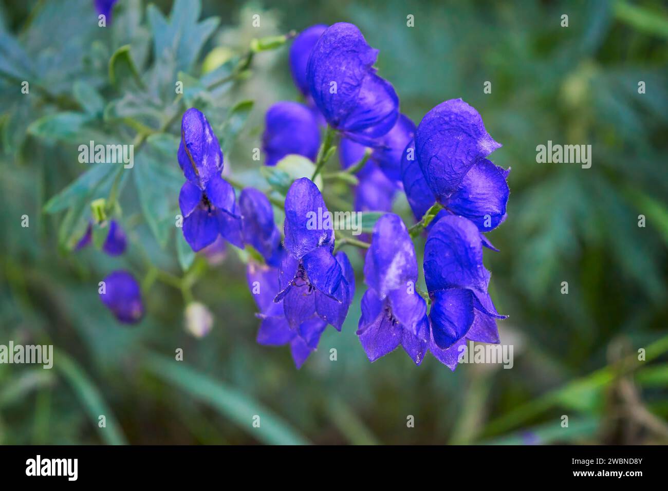 Aconitum, allgemein bekannt als Aconit, Mönchtum, Wolf Wolf, Leopard Fluch, Maus, Weiblicher Fluch, Teufelshelm, Königin der Gifte oder blaue Rakete, die meisten Stockfoto
