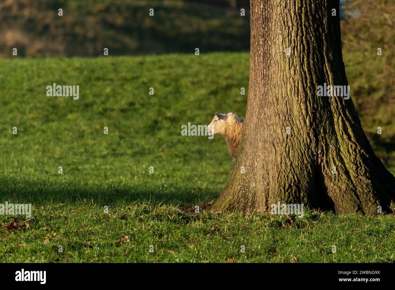 Ein einzelnes Schaf, das hinter einem Baum auf einer Farm in Yorkshire blickt. Stockfoto
