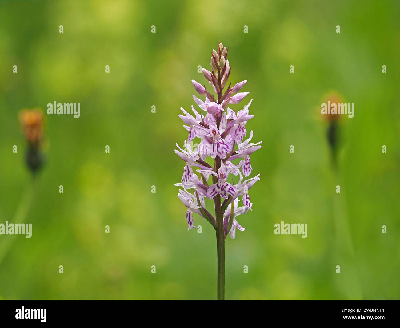 Heath Spotted Orchidee (Dactylorhiza maculata) italienische Alpen, Italien, Europa Stockfoto