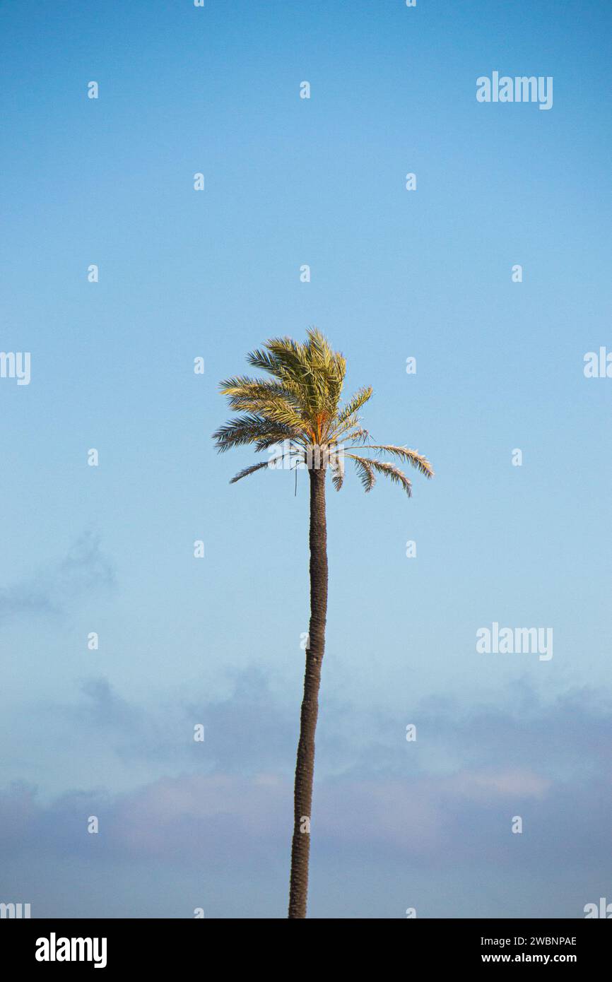 Sehr hohe Palme isoliert mit blauem Himmel und Wolken im Hintergrund. Weißer Hintergrund. Stockfoto