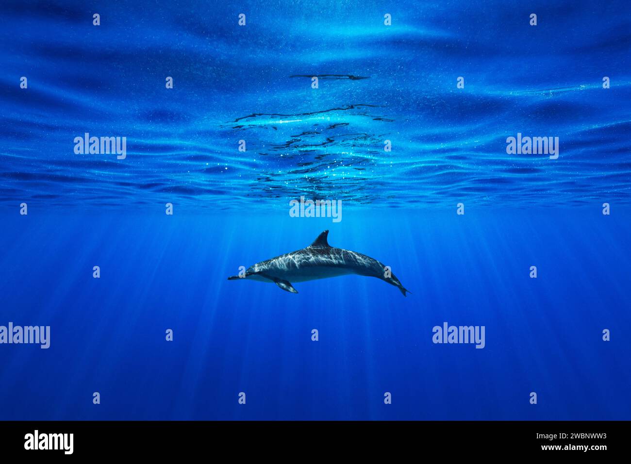 Ein einzelner Spinner-Delfin schwimmt direkt unter der lebendigen Meeresoberfläche, beleuchtet von Sonnenstrahlen, die das Meereswasser durchdringen. Stockfoto