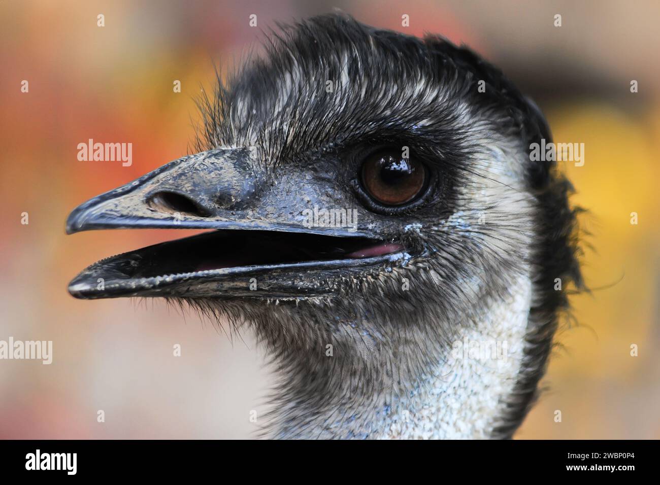 Porträt eines Emu Dromaius novaehollandiae Vogelgesichts Stockfoto