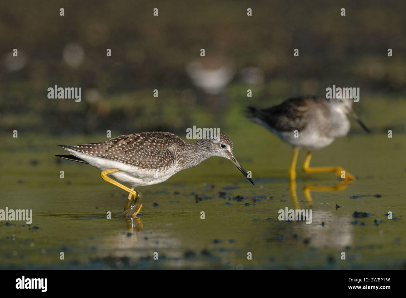 Große Yellowlegs putzen ihre Federn Stockfoto