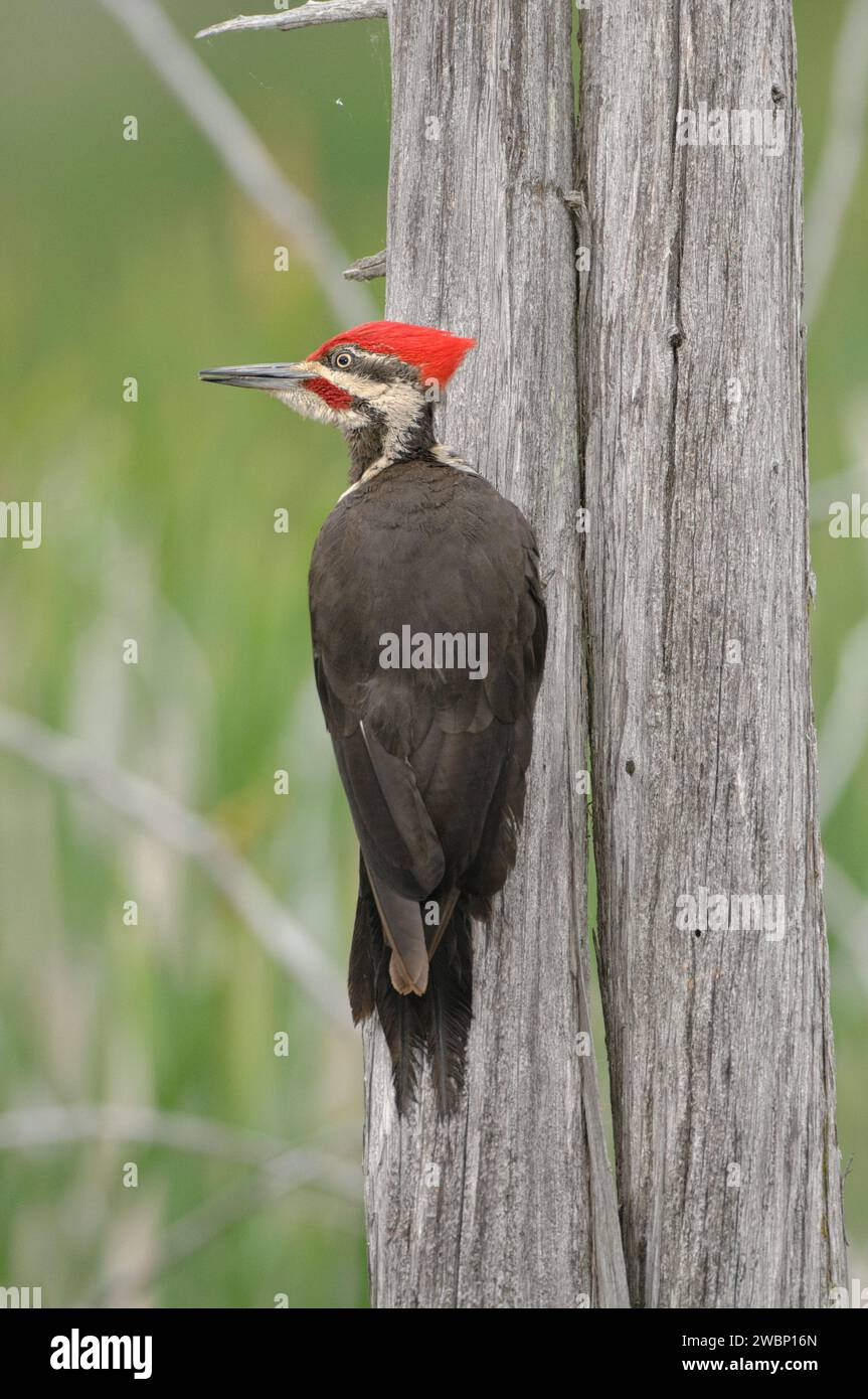 Pileated Woodspecht Barsch auf einem Baumstamm Stockfoto