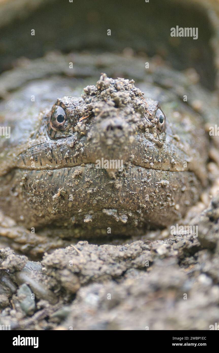 Porträt einer Schnappschildkröte im Süden Stockfoto