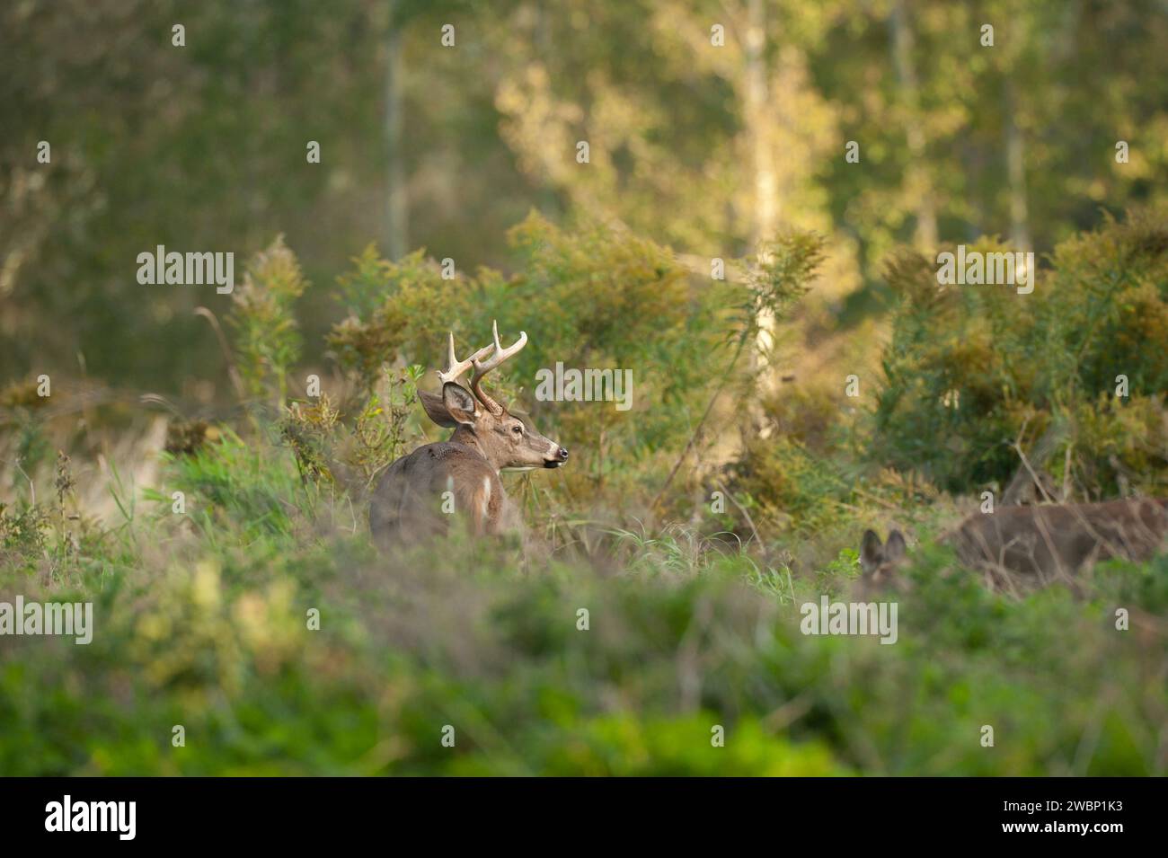 Mâle Weißschwanzhirsch in Fera Stockfoto