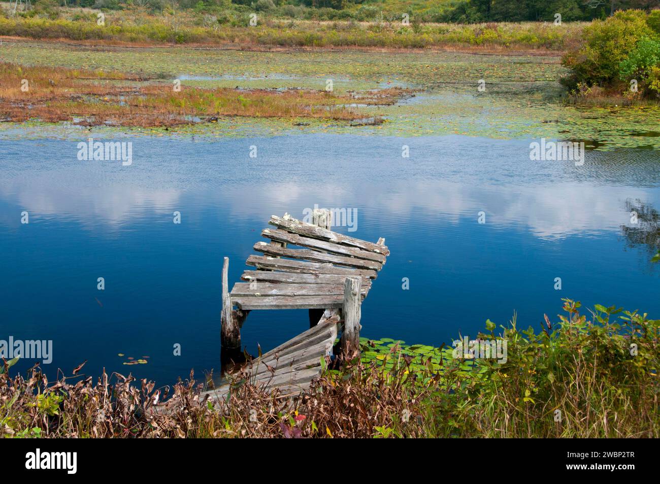 Großen Sumpf, Great Swamp Management Bereich, Rhode Island Stockfoto