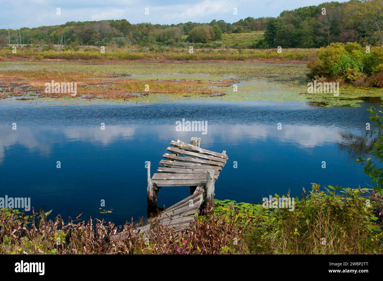 Großen Sumpf, Great Swamp Management Bereich, Rhode Island Stockfoto