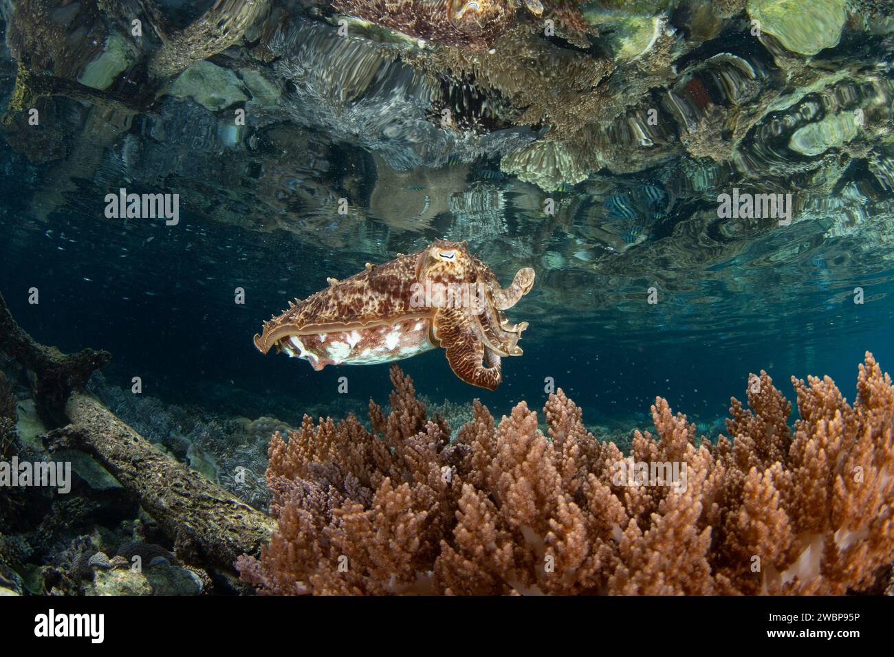 Ein Broadclub Tintenfisch, Sepia latimanus, schwebt über gesunden Korallen auf einem Riff in Raja Ampat, Indonesien. Dieser Kopffüßer kann schnell seine Farben ändern. Stockfoto
