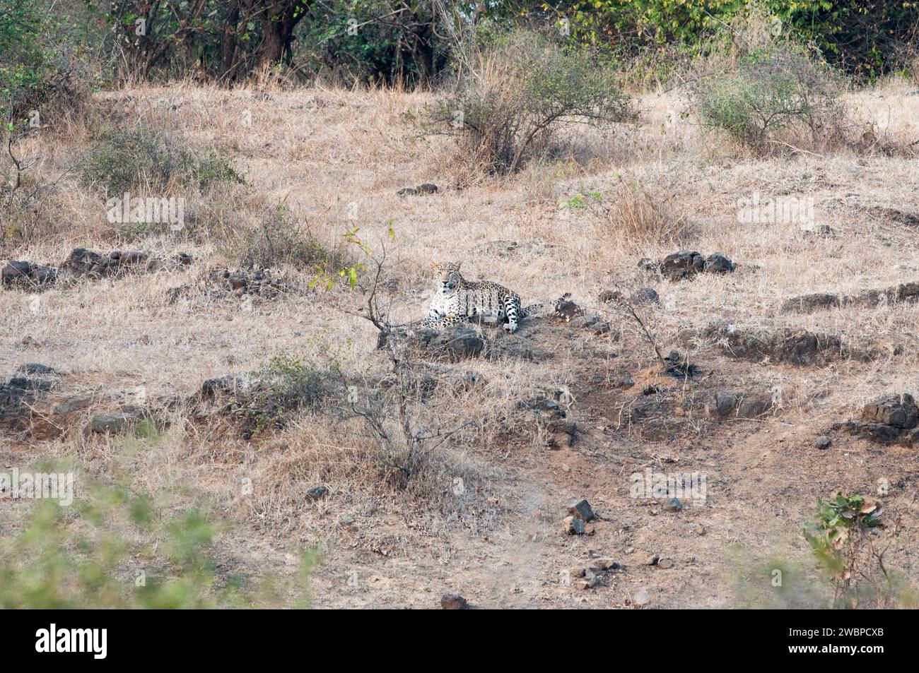 Leopard in Aktion Stockfoto