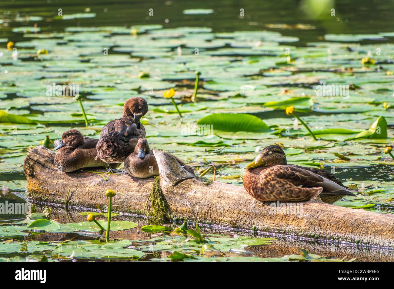 Eine Gruppe von getufteten Enten und Stockenten in freier Wildbahn. Getuftete Ente, Pochard, Aythya Fuligula im Teich. Stockfoto