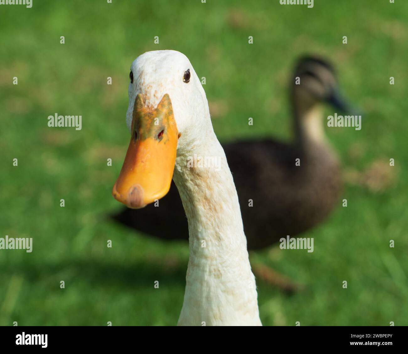 Entenporträt, weißer gefiederter Vogel, der direkt in die Kamera blickt Stockfoto