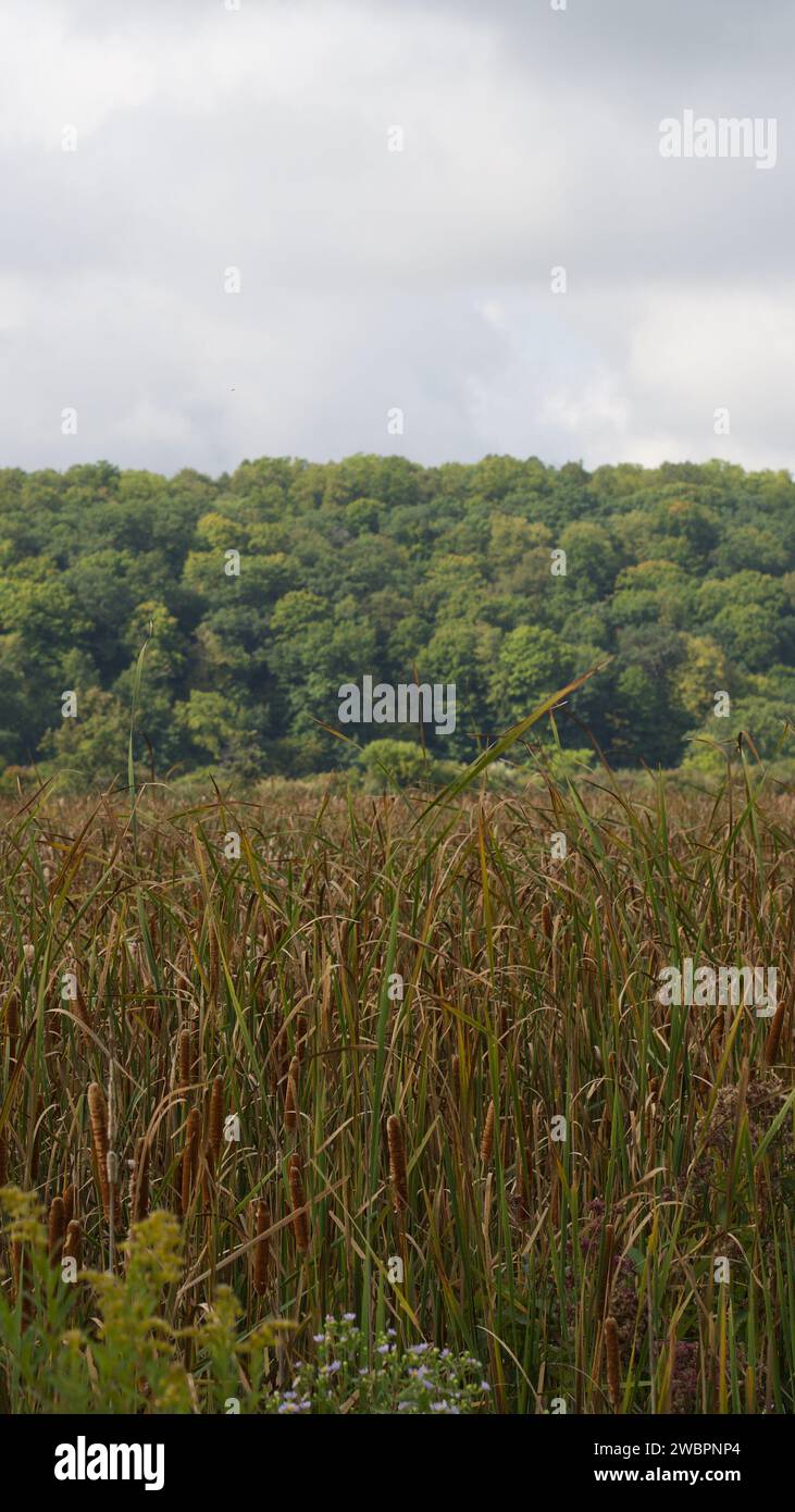 Eine vertikale eines üppigen grünen Feldes an einem bewölkten Tag Stockfoto