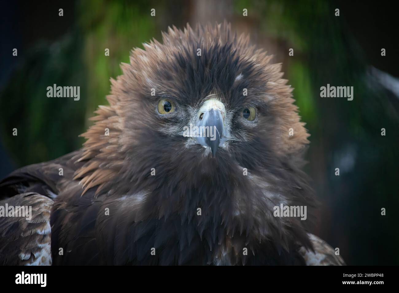 Porträt des Goldenen Adlers (Aquila chrysaetos). Goldadler Nahaufnahme, mächtiger Adler Stockfoto