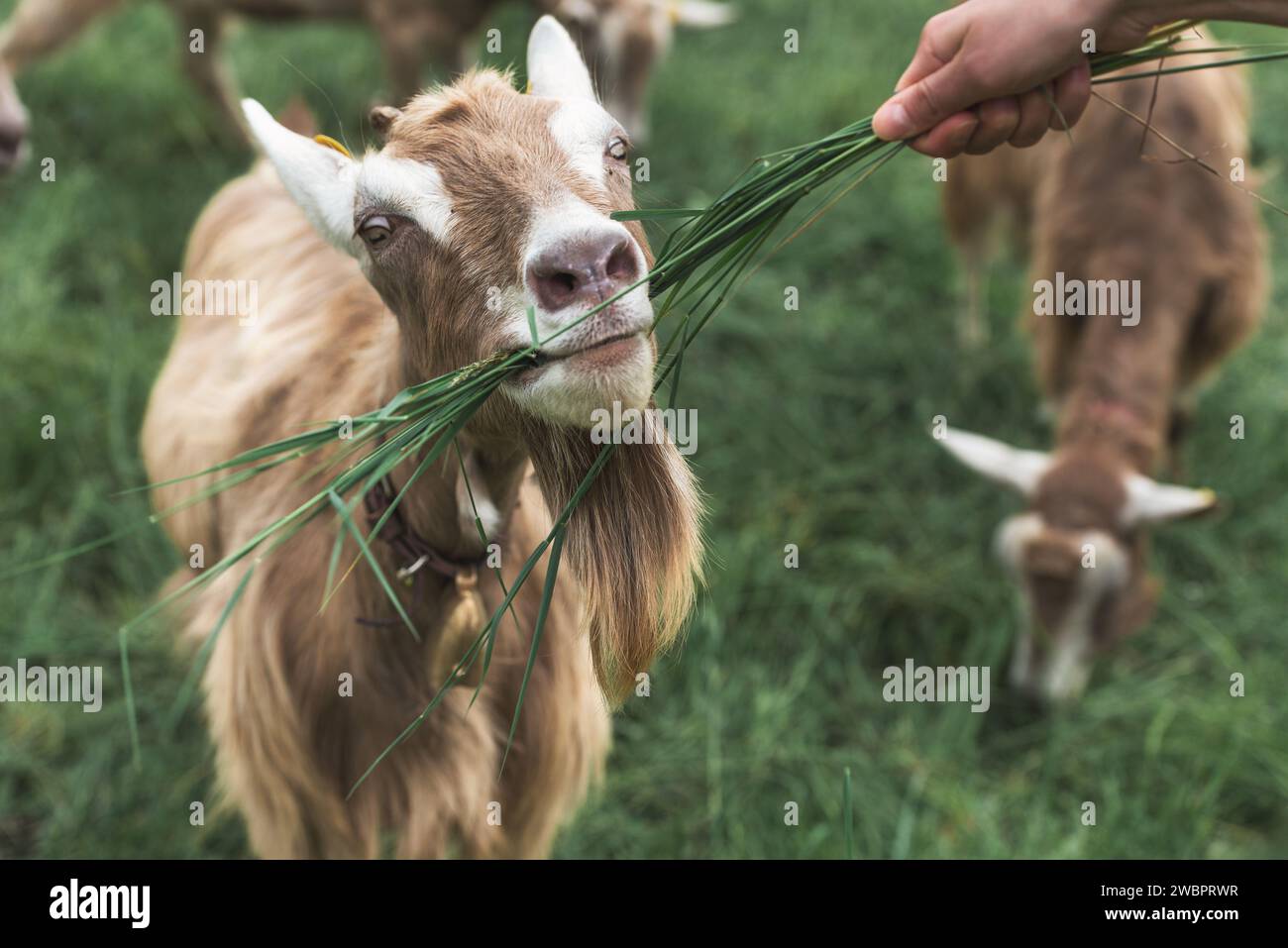 Die kleine Ziege isst Gras aus der menschlichen Hand Stockfoto
