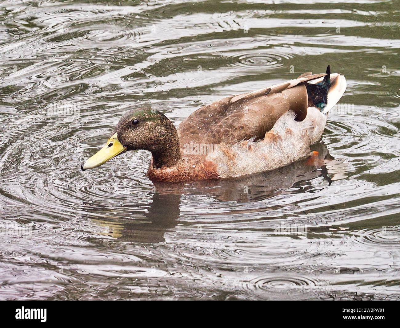 Eine hybride Stockente schwimmt Stockfoto
