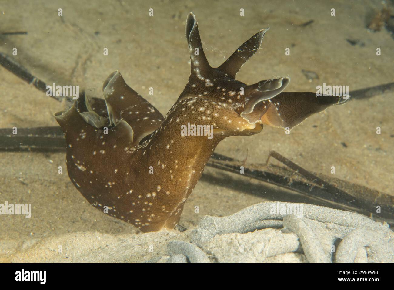 Meer-Hase Stockfoto