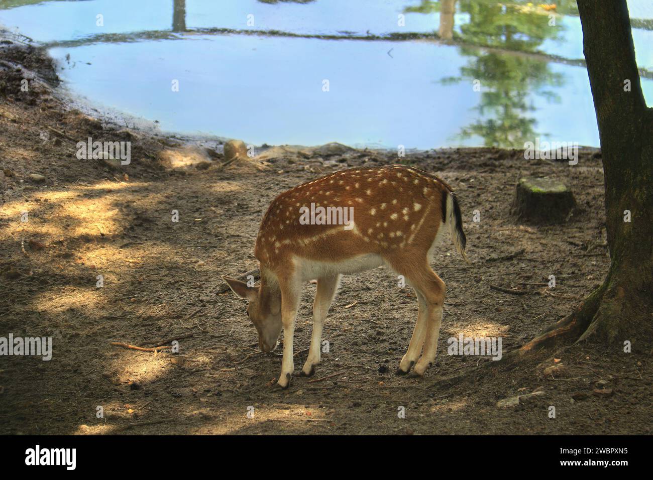 Eine Rehe in einem Wald in der Nähe eines Teichs mit klarem blauem Wasser. Stockfoto