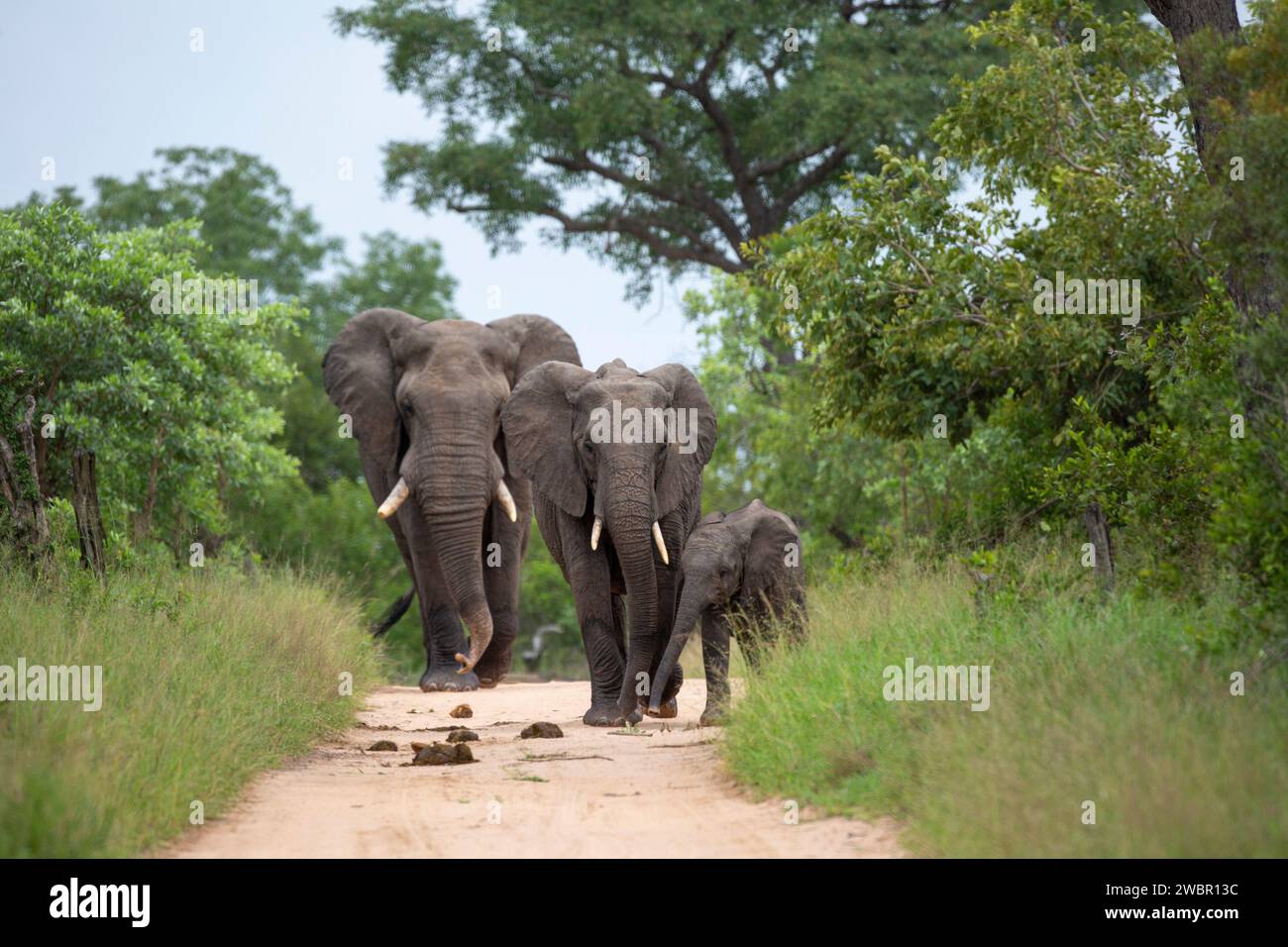 Afrikanischer Elefant (Loxondota africana) Kuh und Kalb gehen zusammen auf einem Buschveld-Pfad, gefolgt von einem Bullen, der physisch viel größer ist Stockfoto