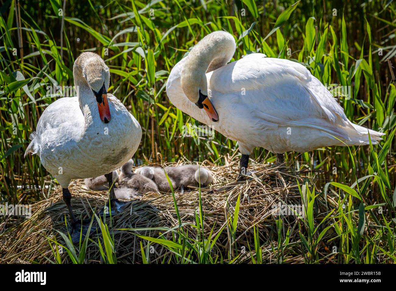 Zwei Erwachsene Schwäne und ihre Zygneten auf einem Nest im Frühling Stockfoto