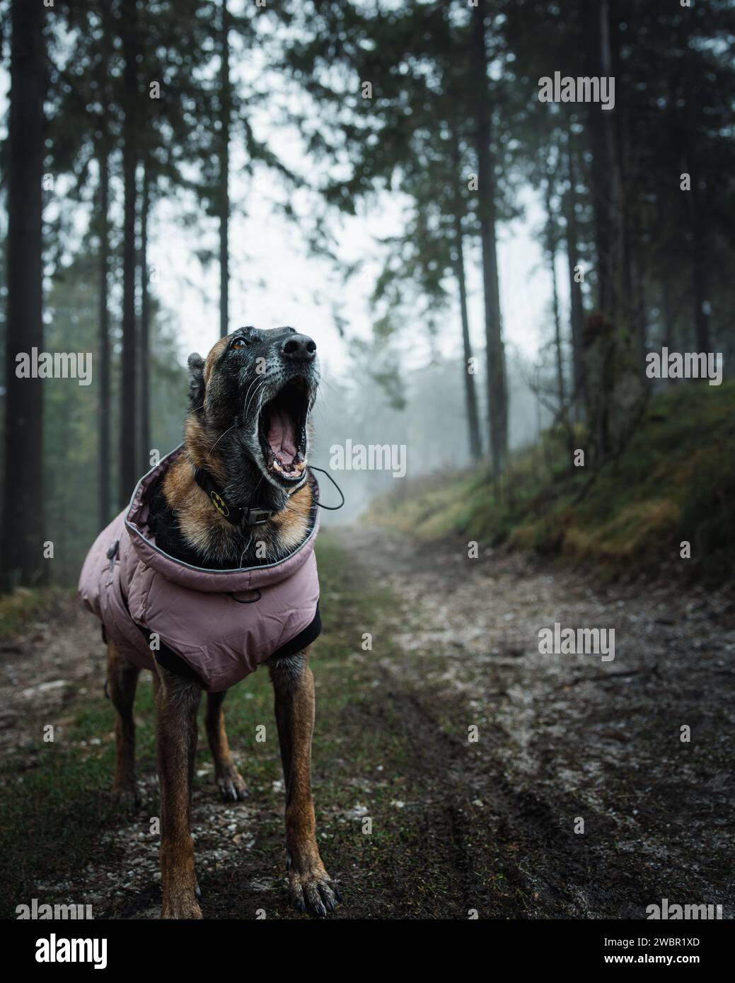 Eine Nahaufnahme eines Deutschen Schäferhundes in einer rosa Jacke in einem nebeligen Wald Stockfoto